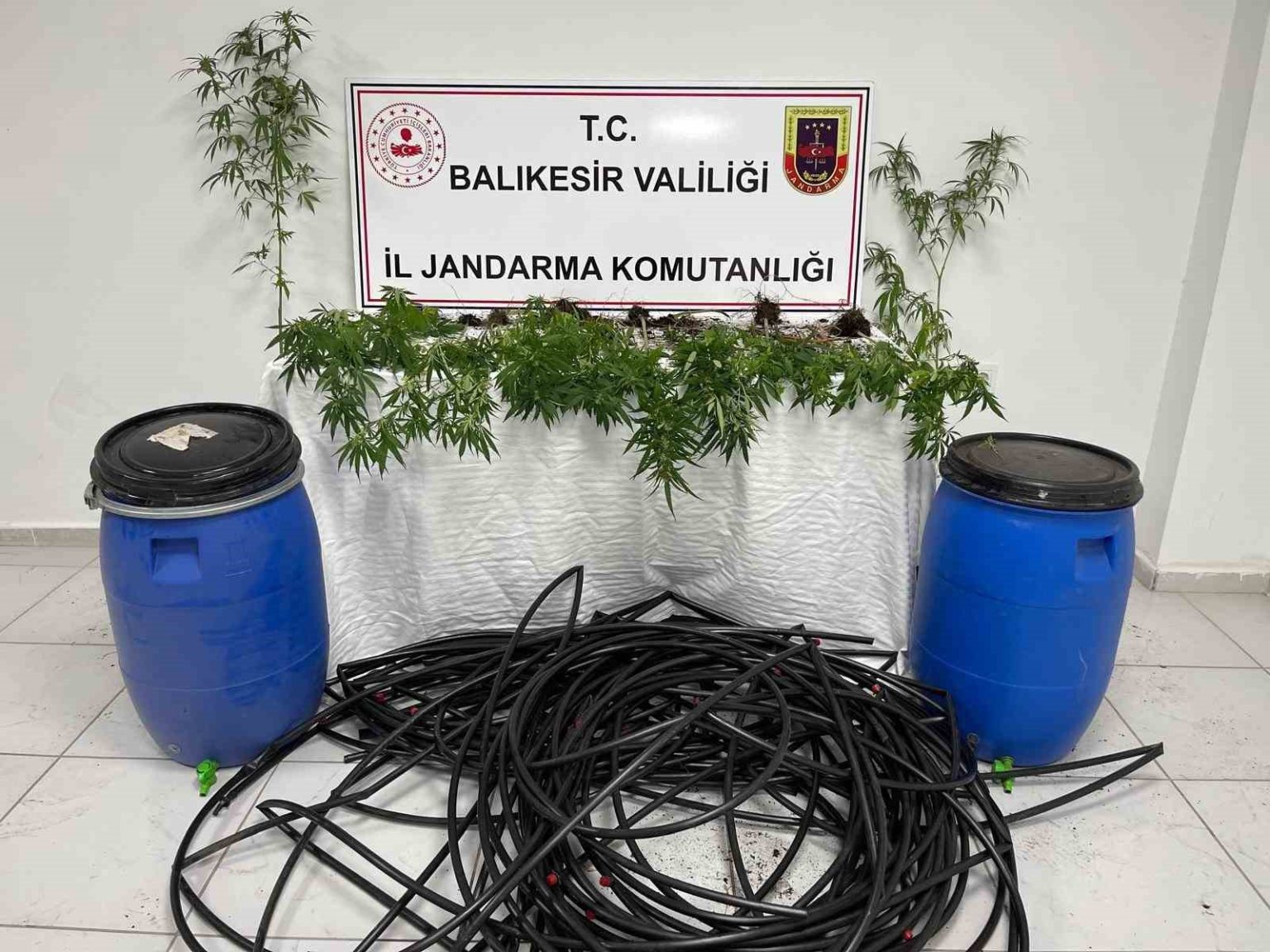 damlama-sulamali-kenevir-tarlasina-jandarma-baskini
