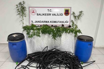 damlama-sulamali-kenevir-tarlasina-jandarma-baskini