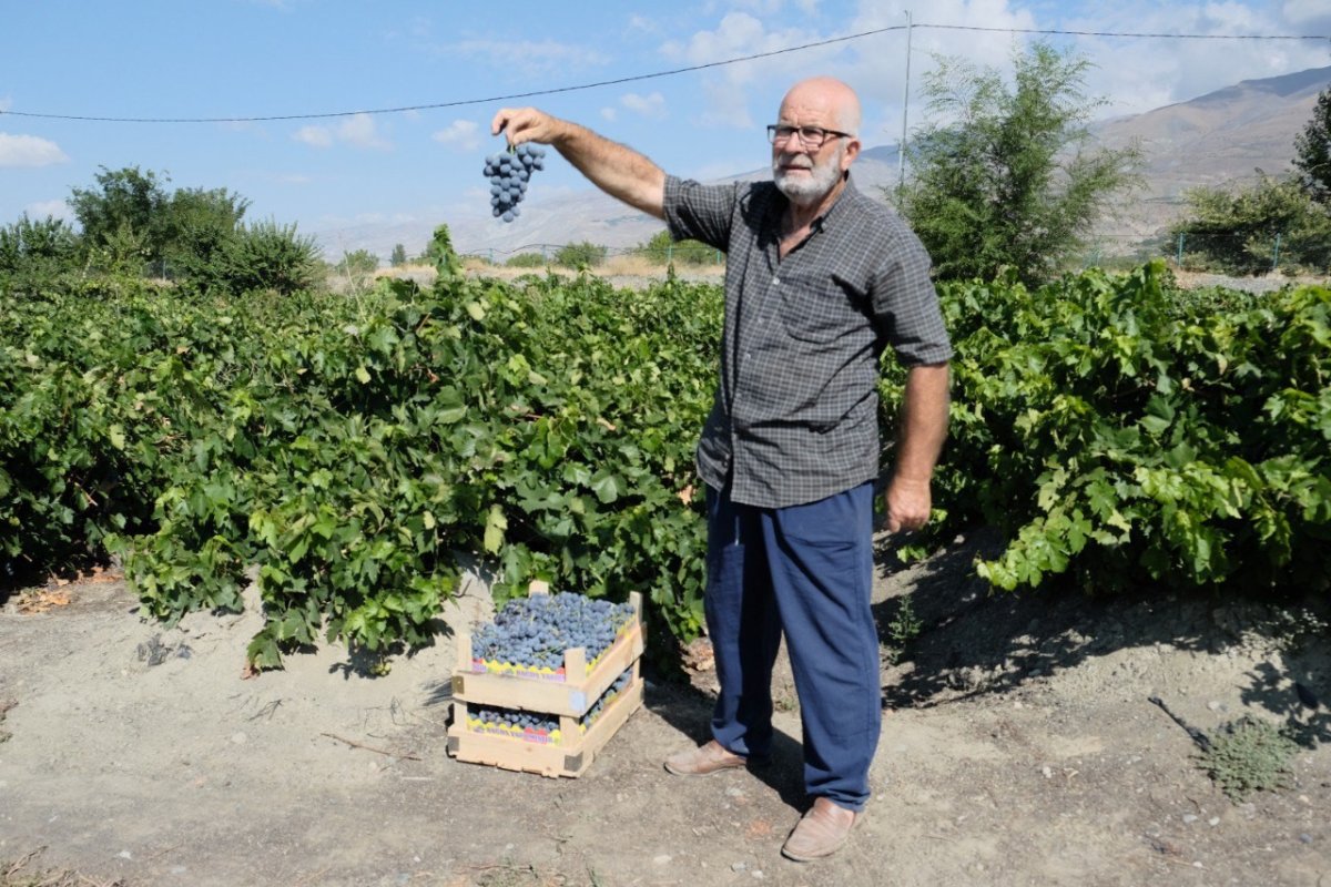 erzincan-cimin-uzumunde-hasat-basladi-sofralikta-essiz-sarapta-kullanilamaz