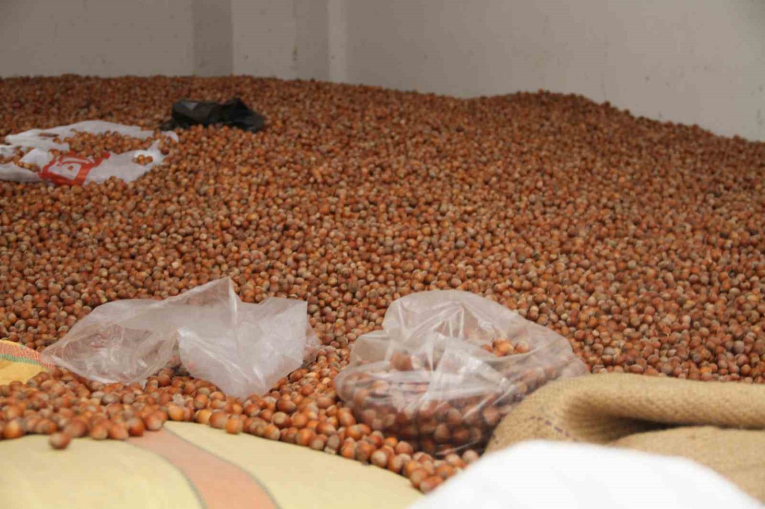 findik-fiyatlari-yukselise-gecti-50-randiman-300-tl