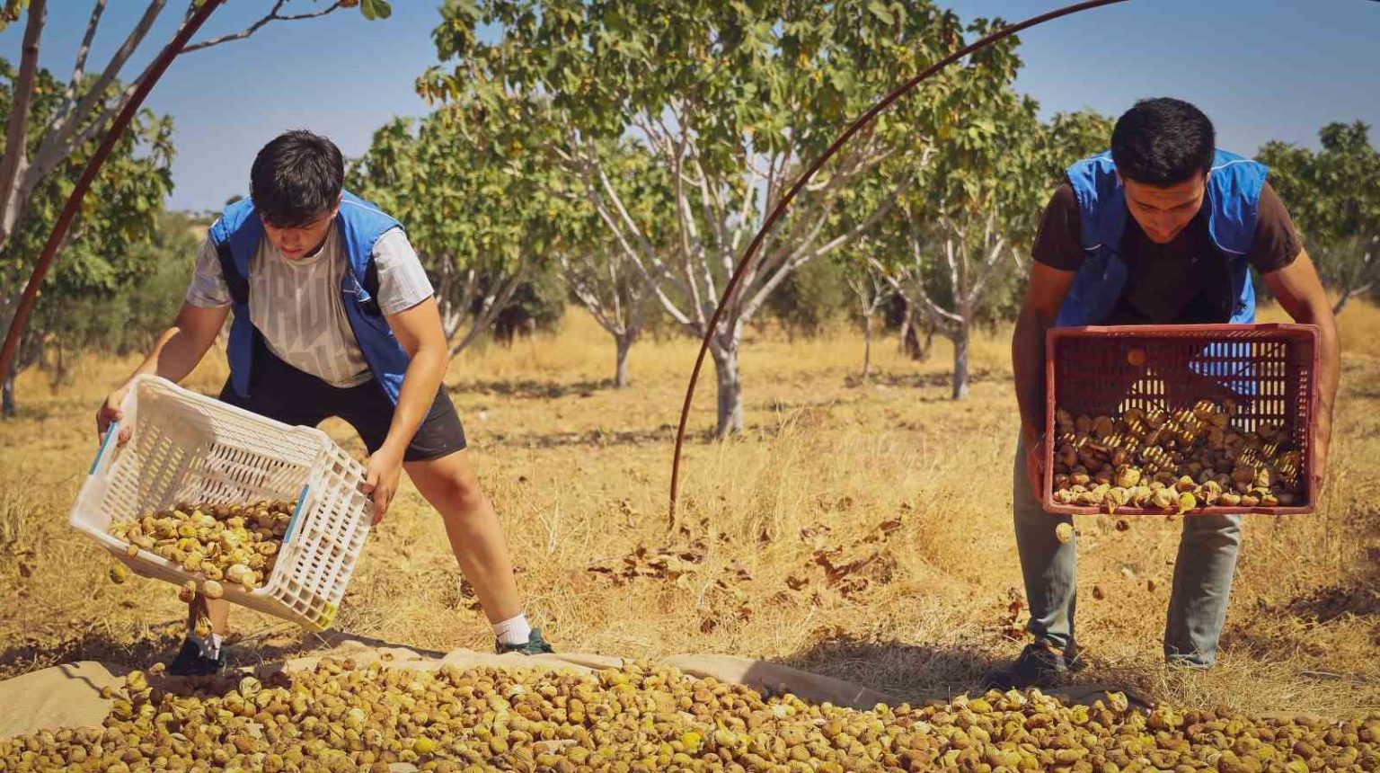gonullu-gencler-incir-ureticisinin-alin-terine-ortak-oldu