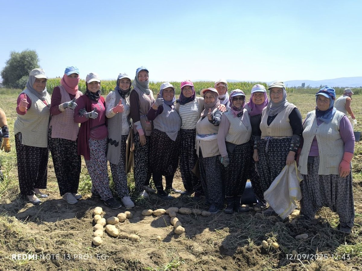 kislik-patates-hasadi-basladi-rekolte-ureticilerin-yuzunu-guldurdu
