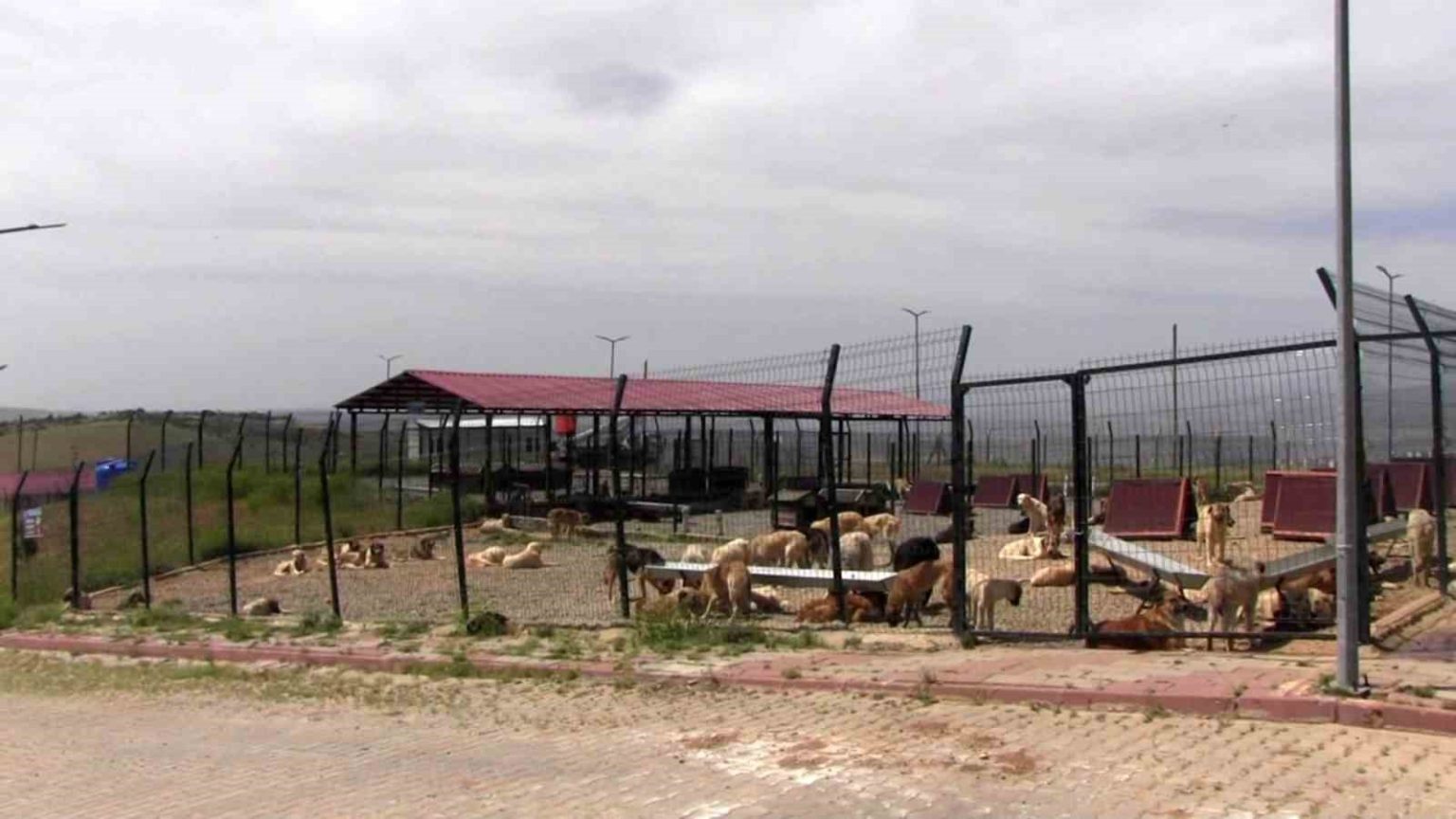 turkiyeye-ornek-model-siirtten-sokak-hayvanlari-sorununa-kalici-cozum