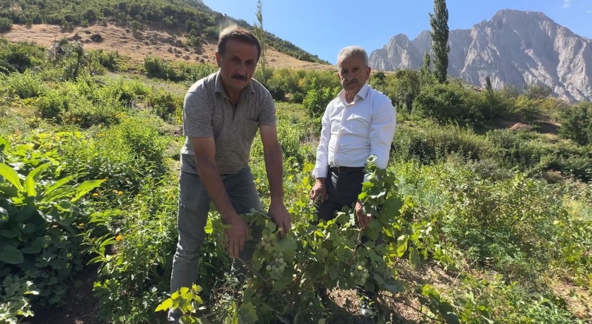 yuksekovada-yerli-uzumun-merkezi-yesiltas-koyu