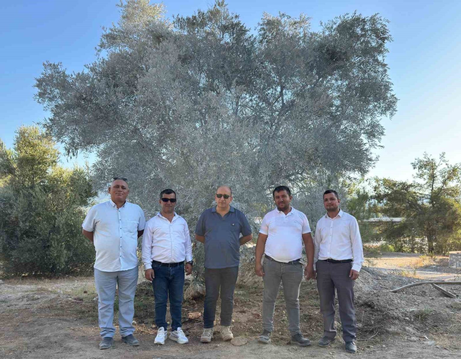 zeytin-agaci-bilimsel-yontemlerle-tasindi