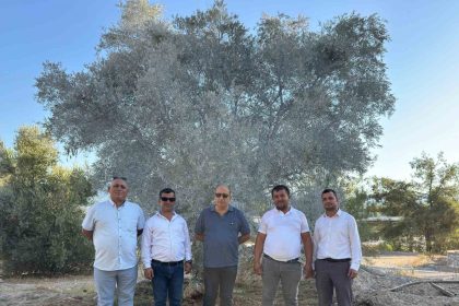 zeytin-agaci-bilimsel-yontemlerle-tasindi