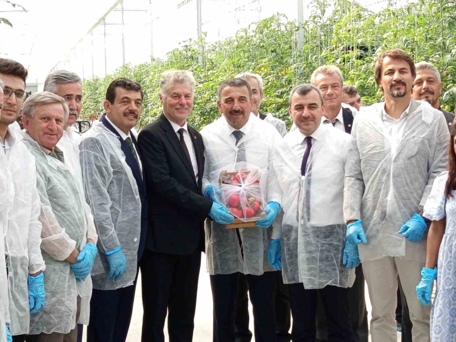 zonguldakta-sera-osbde-ilk-domates-hasati-gerceklestirildi