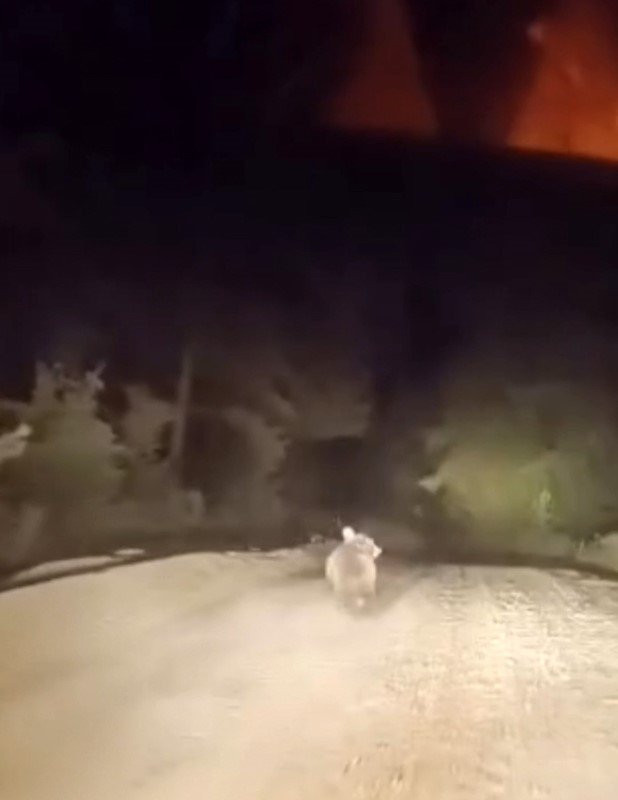 dag-yolunda-surucuyle-karsilasan-ayinin-panik-anlari