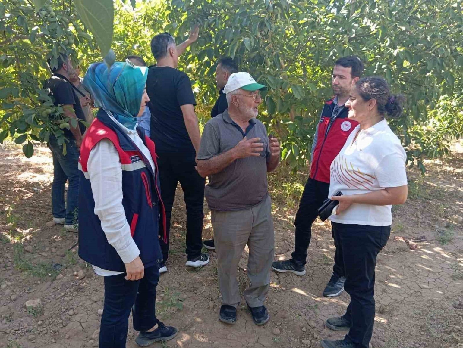 hasat-oncesi-ceviz-bahcelerinde-inceleme-yapildi