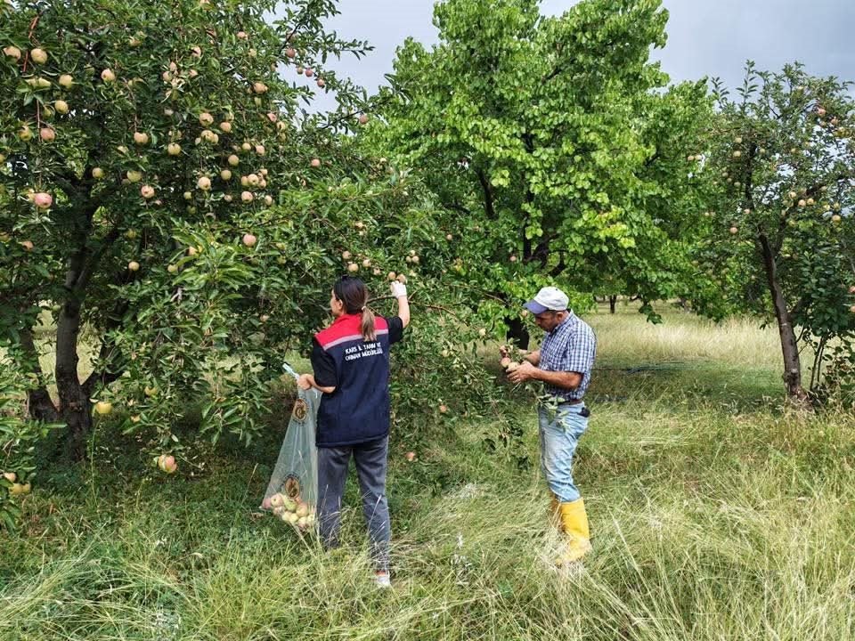 kagizmanda-elma-bahcelerinde-pestisit-denetimi