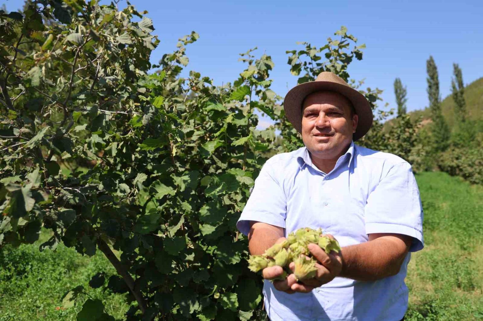 karadeniz-degil-adana-toroslarin-eteginde-findik-hasadi