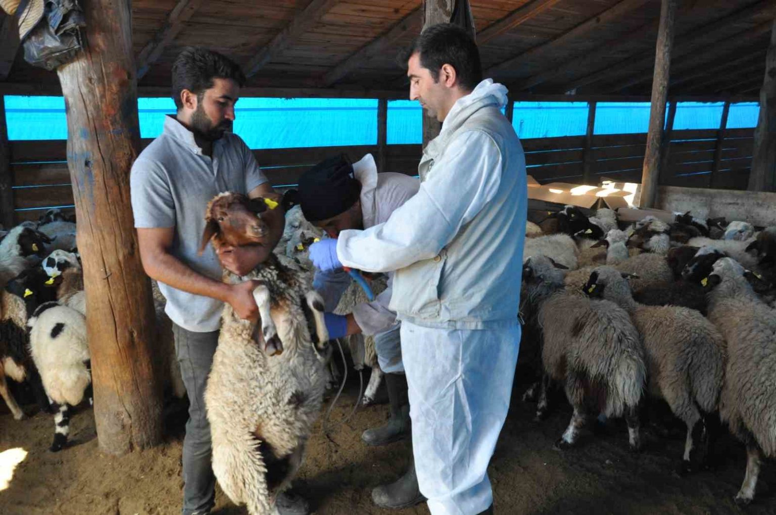karsta-kucukbas-hayvanlara-kayit-altina-aliniyor
