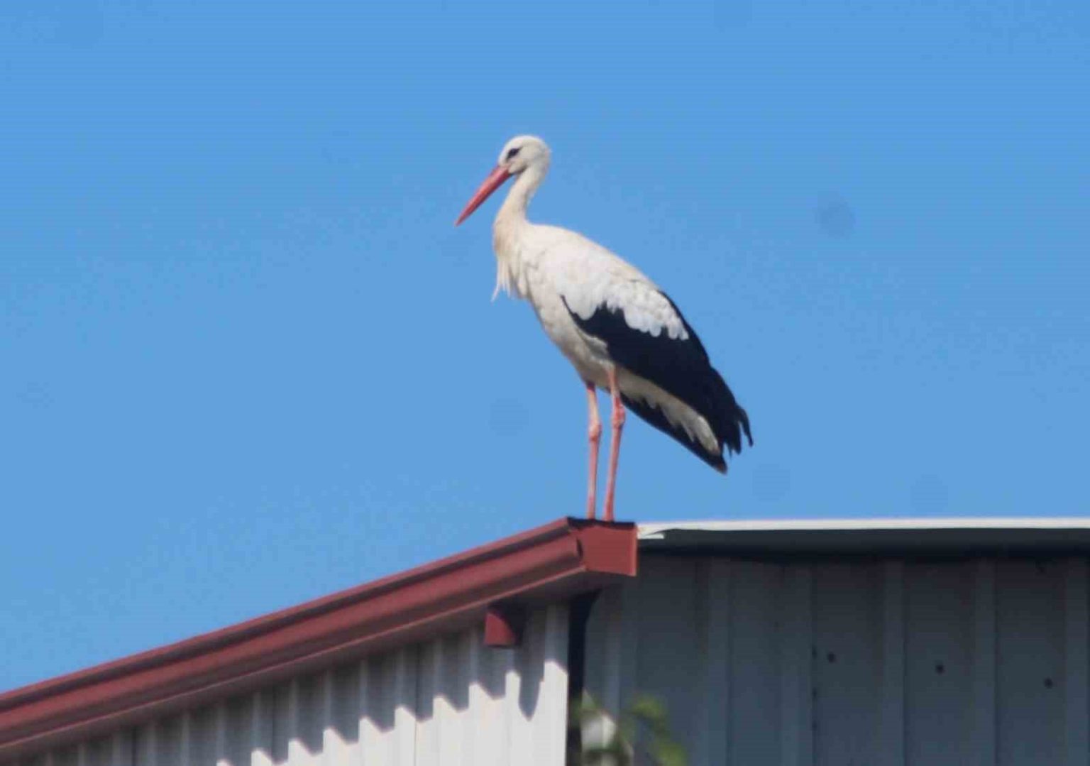 kusadasina-ilk-defa-leylek-geldi