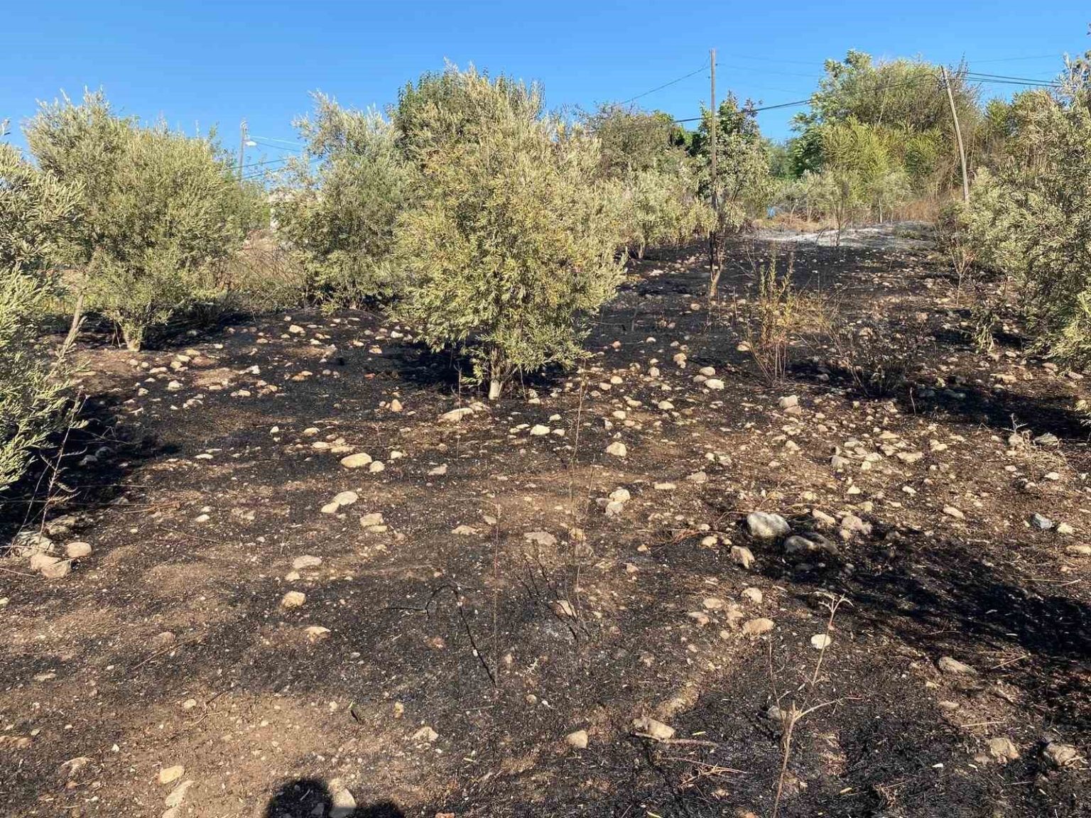 osmaniyede-zeytinlik-alanda-cikan-yangin-panige-neden-oldu