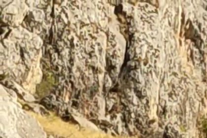 tarihi-harput-mahallesinde-dag-kecileri-goruldu