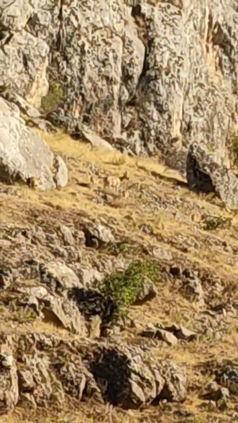 tarihi-harput-mahallesinde-dag-kecileri-goruldu