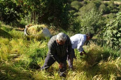 batmanda-asirlardir-orakla-pirinc-hasadi-yapiliyor
