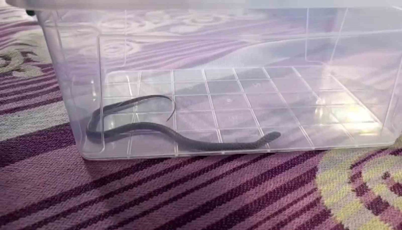 diyarbakirda-4uncu-kattaki-bir-evin-cocuk-odasina-yilan-girdi