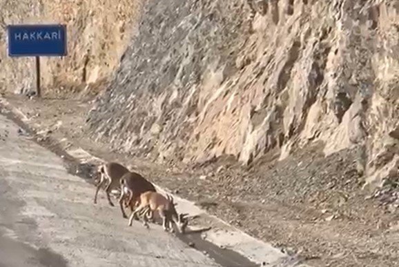 hakkaride-su-icen-dag-kecileri-goruntulendi