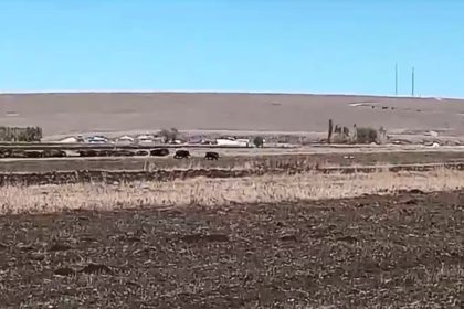 karsta-misir-tarlalari-domuz-surusunun-istilasina-ugradi