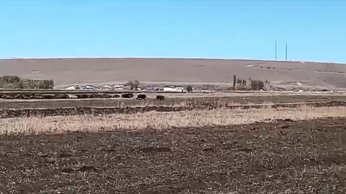 karsta-misir-tarlalari-domuz-surusunun-istilasina-ugradi