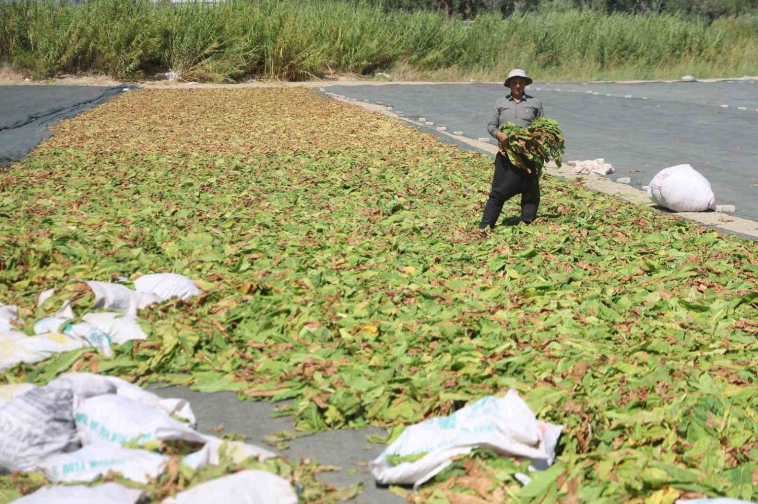 kurutulmaya-birakilan-tutunler-tarim-arazilerini-renklendirdi