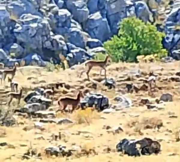 malatyada-suru-halindeki-yaban-kecileri-goruntulendi
