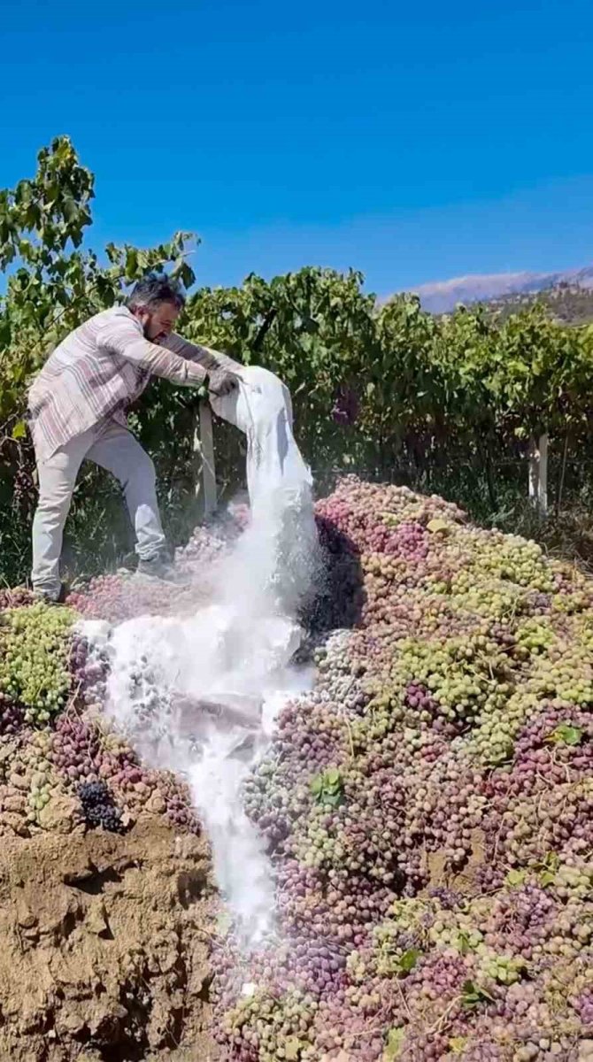 manisada-yasakli-ilac-kullanilan-6-ton-uzum-imha-edildi