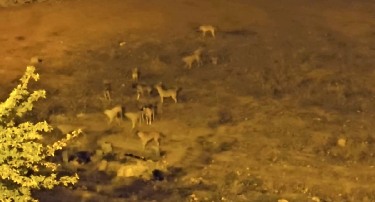 mazidaginda-sokak-kopekleri-vatandaslarin-korkulu-ruyasi-oldu