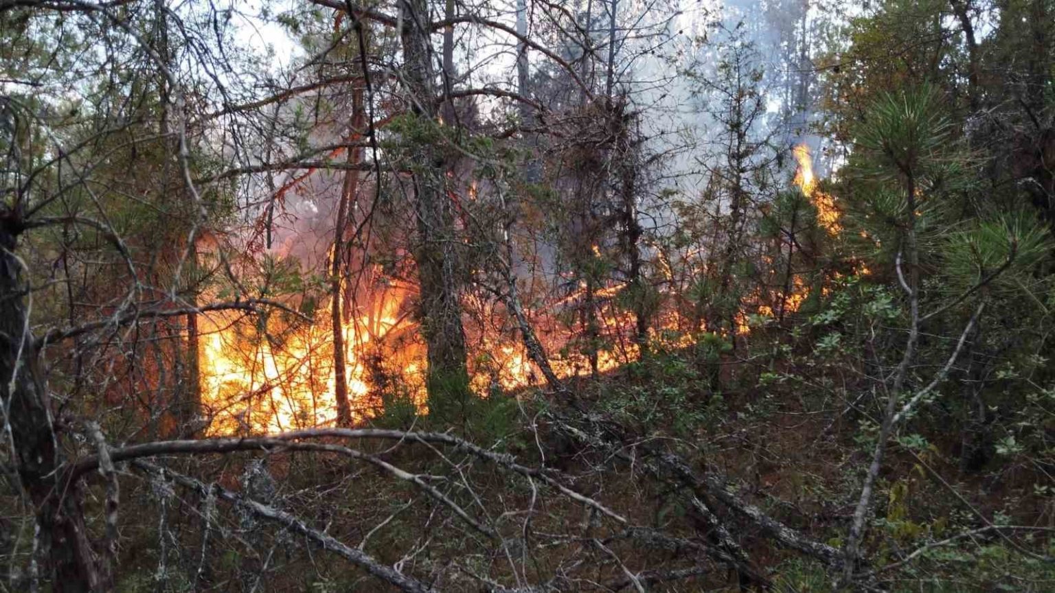 prof-dr-bilgili-ekosistem-yangin-sonrasi-birkac-yil-icinde-kendilerini-dogal-yollarla-yeniler