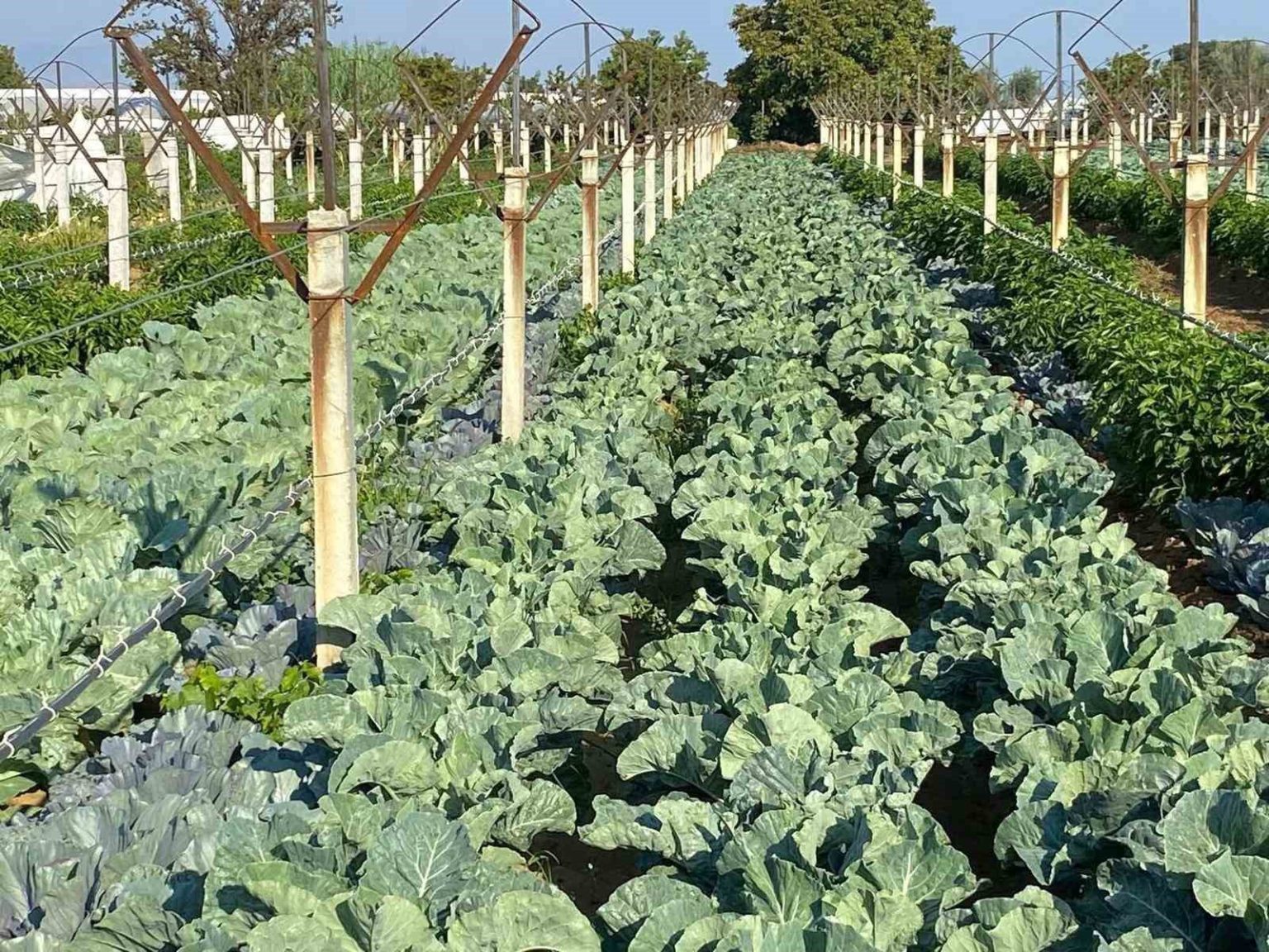 uzum-baginda-sebze-uretimiyle-cifte-kazanc