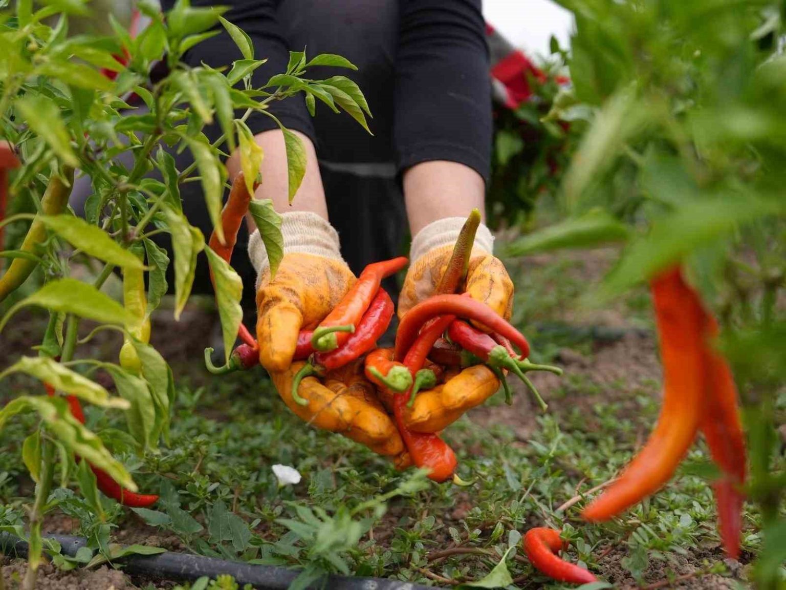 ata-tohumu-yetistiriciliginde-ilk-hasat