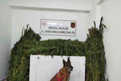 bingolde-91-kilo-esrar-ele-gecirildi