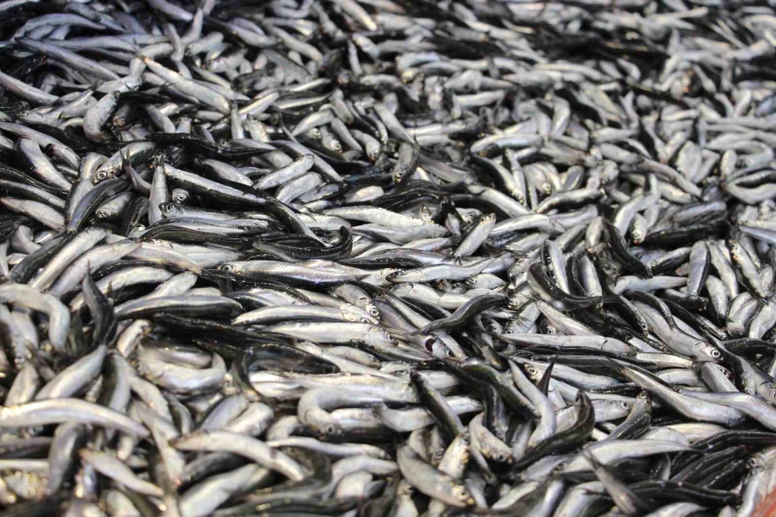 boluda-hamsi-kilosu-200-liradan-tezgahlarda-yerini-aldi