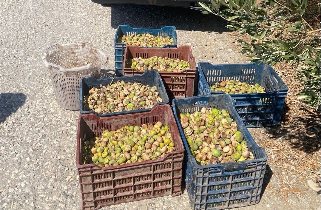 jandarmadan-incir-hirsizlarina-sucustu