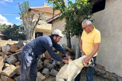kirklarelinde-kedi-ve-kopeklere-cip-takiliyor