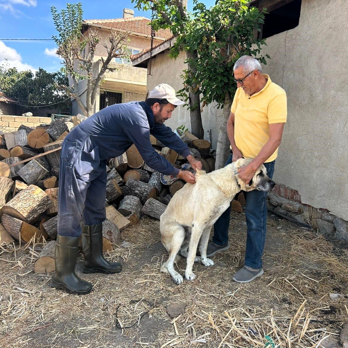 kirklarelinde-kedi-ve-kopeklere-cip-takiliyor