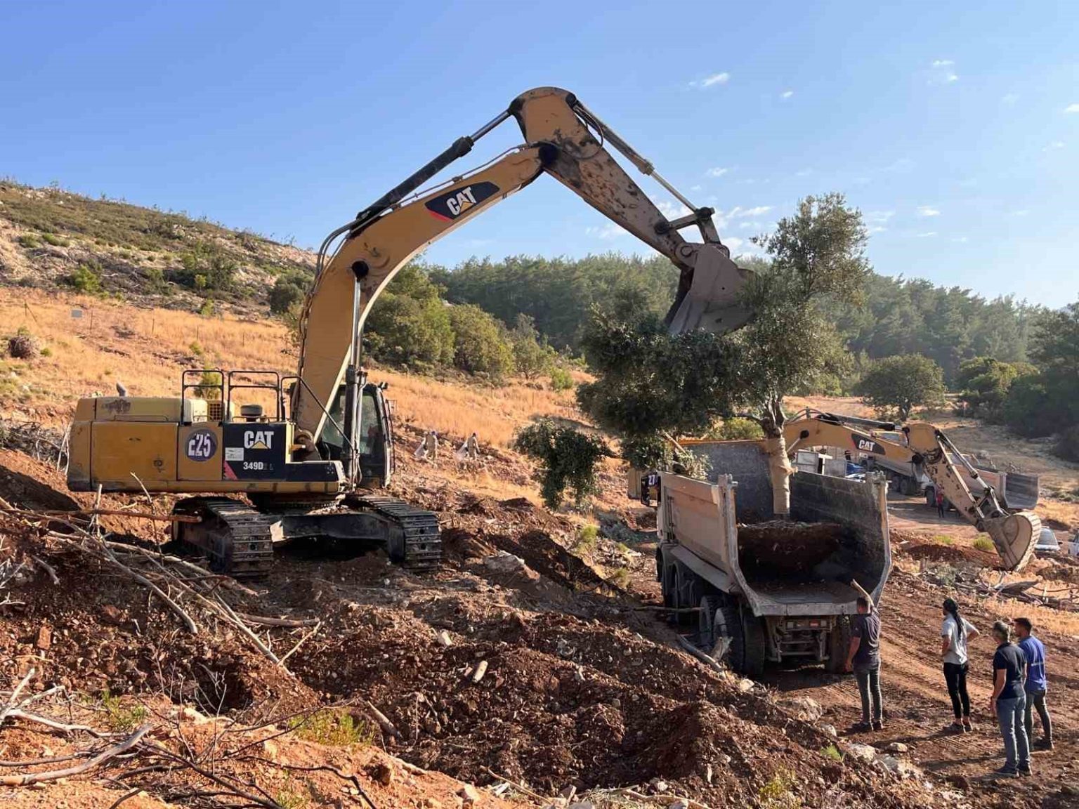 milasta-zeytin-agaclari-tasinarak-yasatiliyor