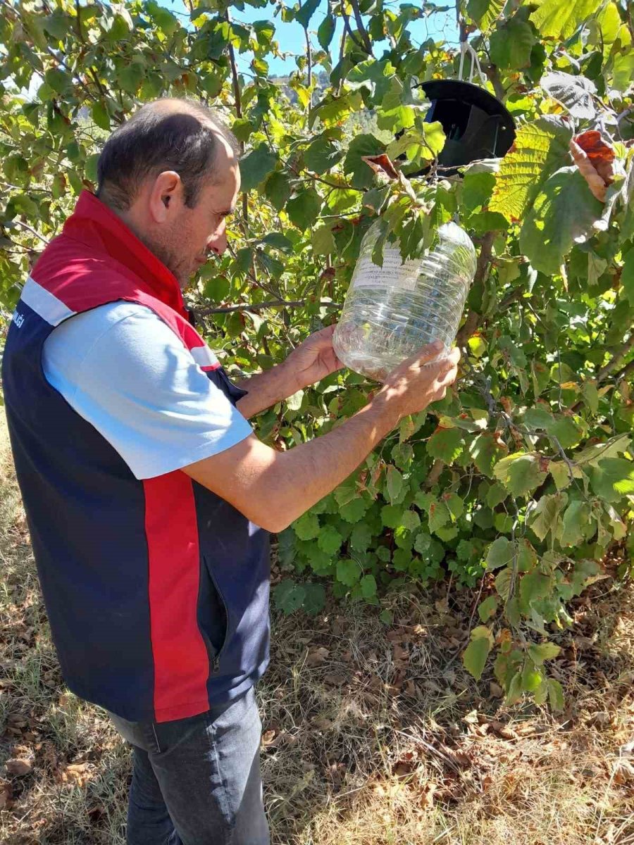 tokatta-urun-kayiplarini-onlemek-icin-feromon-tuzaklari-devrede