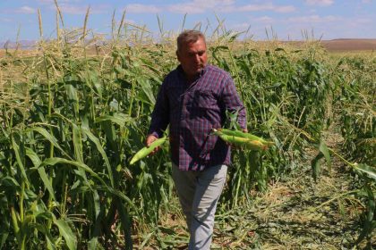 ankarada-misir-hasadi-basladi