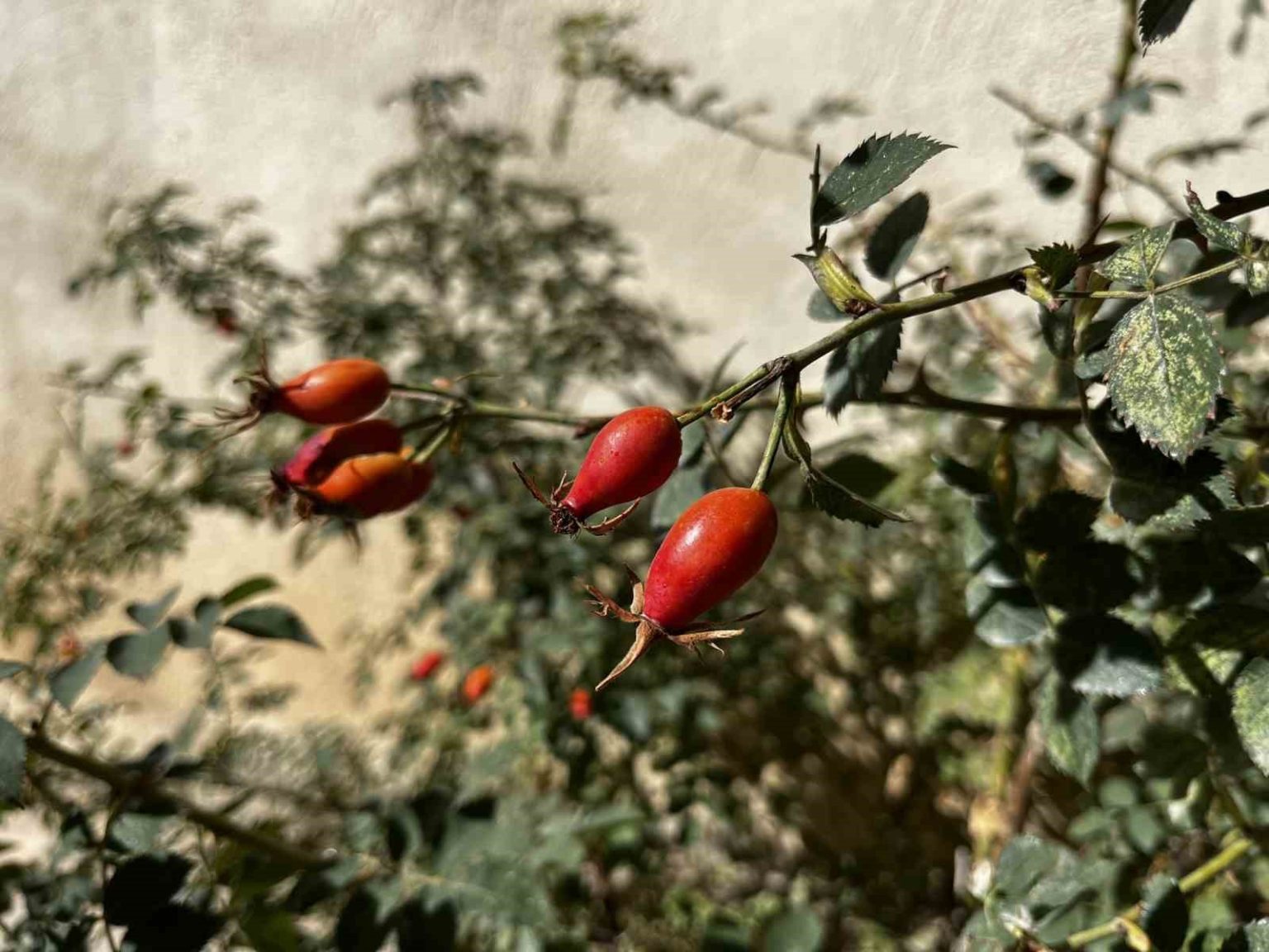 bayburtun-daglarinda-kusburnu-bollugu
