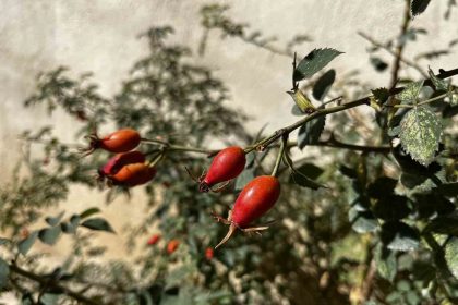 bayburtun-daglarinda-kusburnu-bollugu