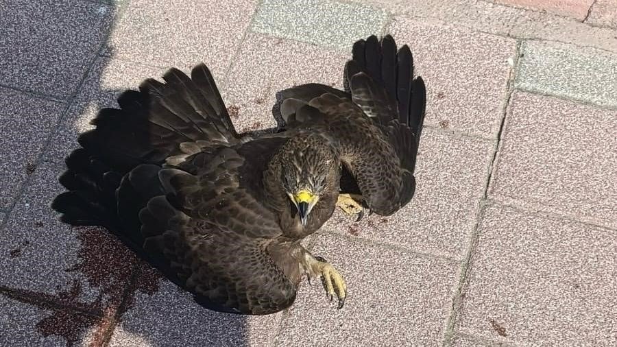 bitkin-halde-bulunan-sahin-koruma-altina-alindi