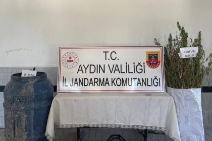 buharkentte-40-kok-kenevir-ele-gecirildi