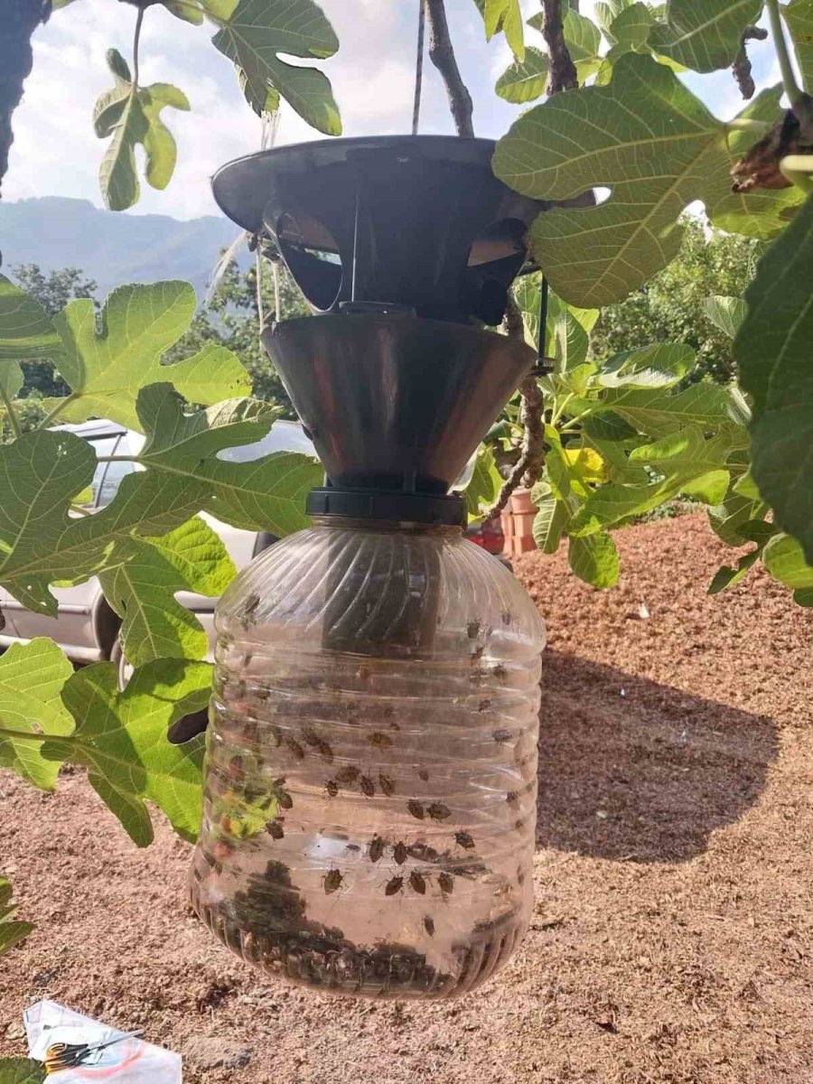 carsambada-kahverengi-kokarca-mucadelesi-suruyor