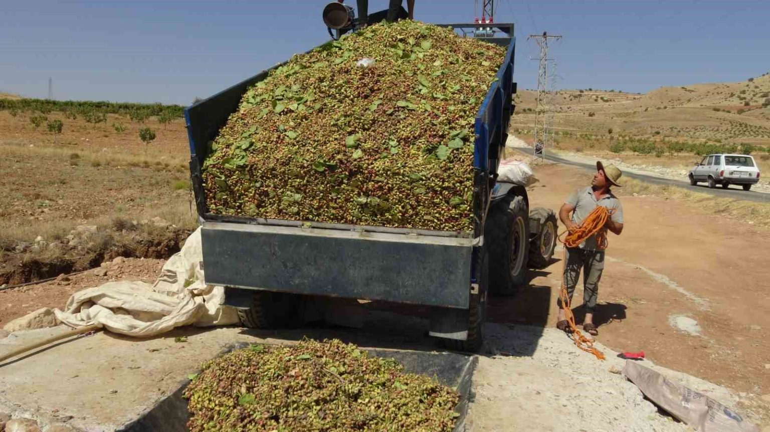 gercuste-fistik-hasadi-basladi