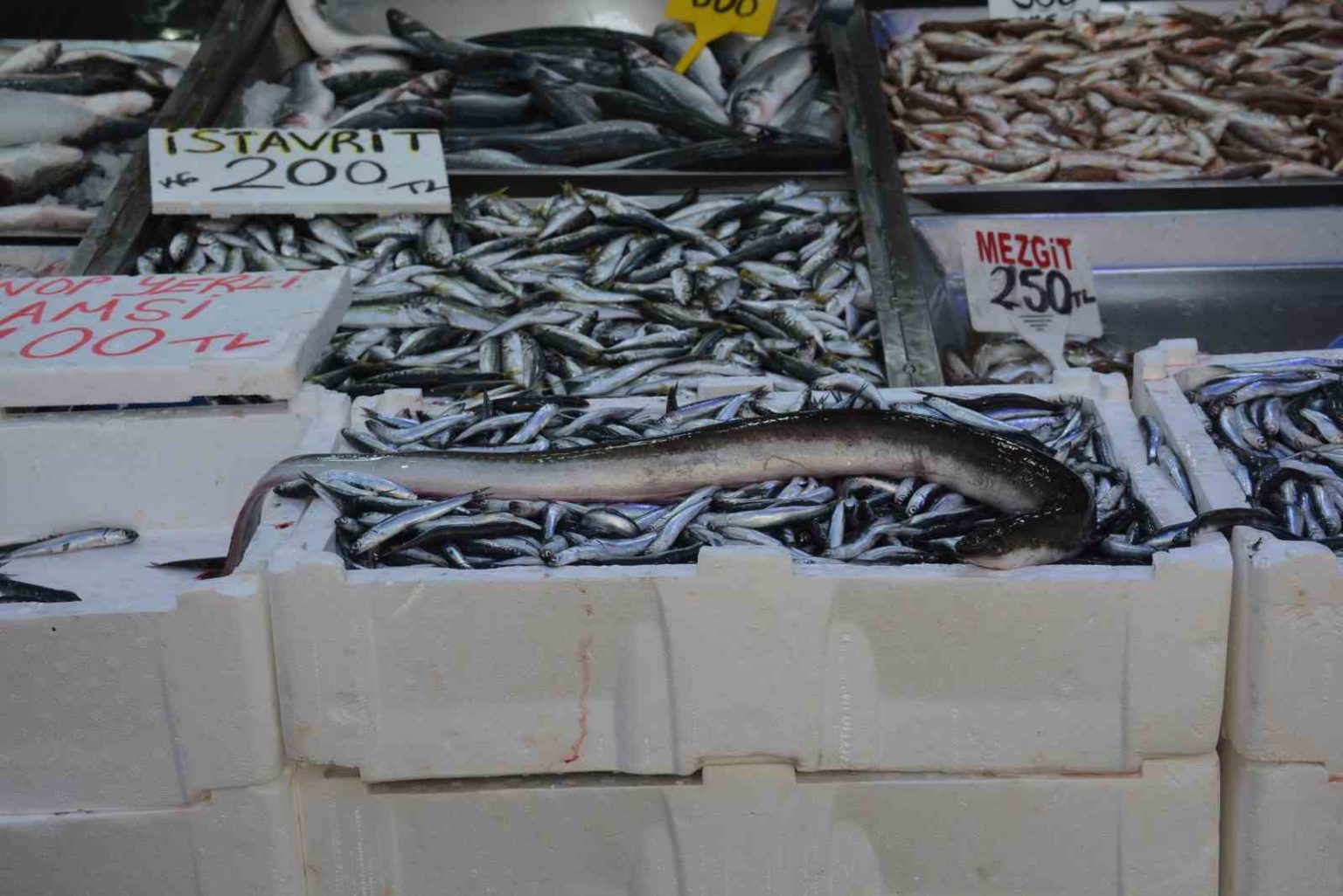 karadenizde-nadir-gorulen-yilan-baligi-yakalandi