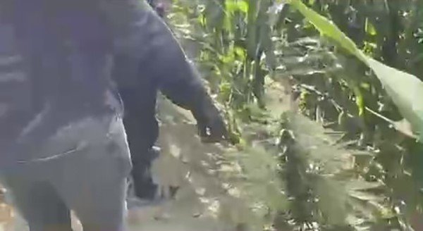 misir-tarlasina-ekilen-uyusturucuyu-jandarma-ele-gecirdi-1-tutuklama