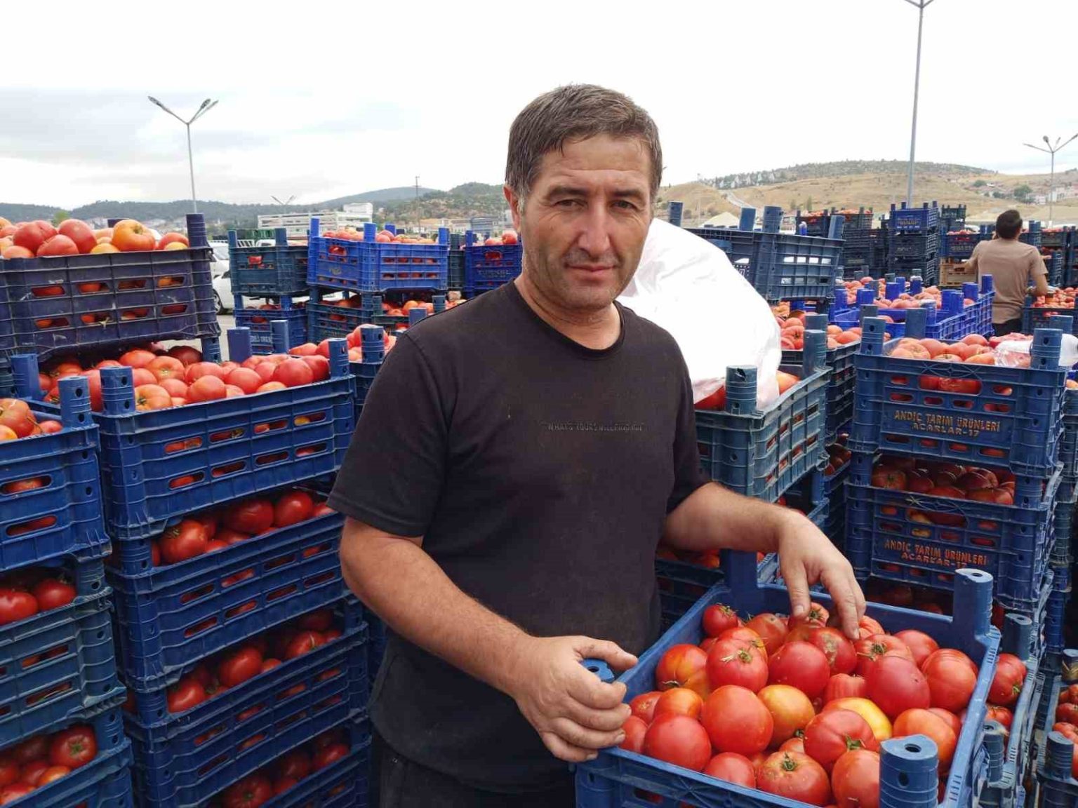 salcalik-domatesler-bu-sene-de-yogun-ilgi-goruyor