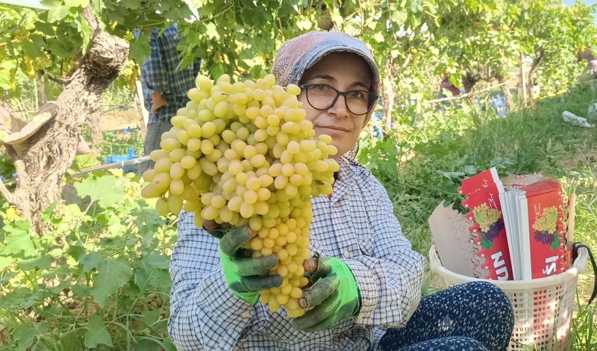 sarigolde-yas-uzum-piyasasi-hareketlendi